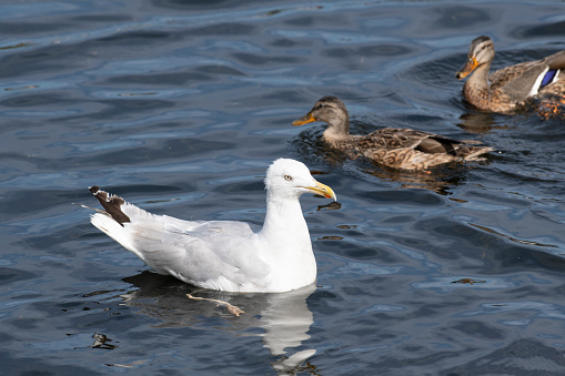 A seagull (or common gull) is swimming peacefully close to two mallard ducks in calm blue water of a lake in a park (in Bergen, Norway) in summer. The image was captured with a fast prime 300mm telephoto lens and a full frame DSLR camera at low ISO resulting in a large clean file. Shallow depth of field. Blurred background.