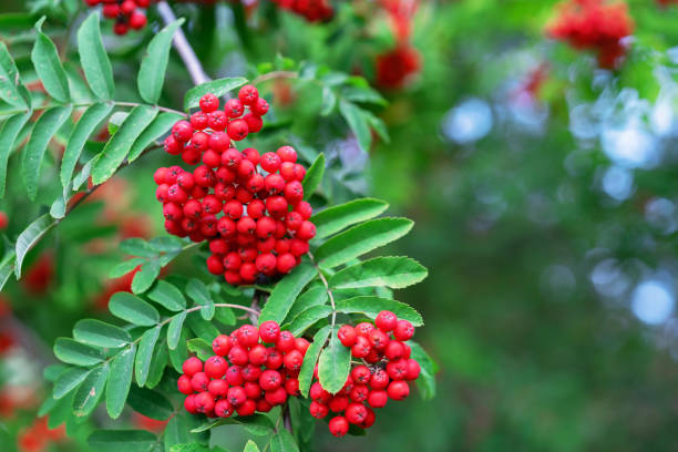 istock Red rowan berries. Clusters of red rowan berries. 1168389708