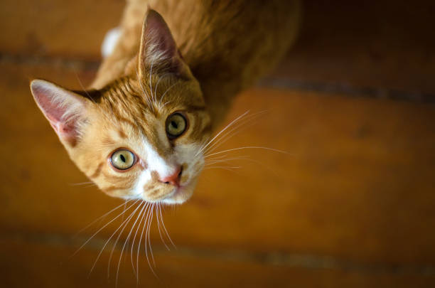 istock Homemade red kitten looks up 1168393734