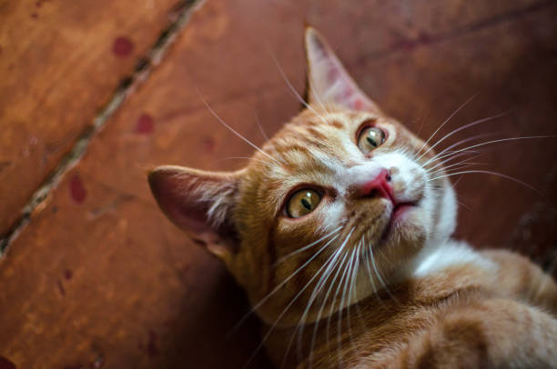 istock A laying ginger kitten on the floor 1168393742