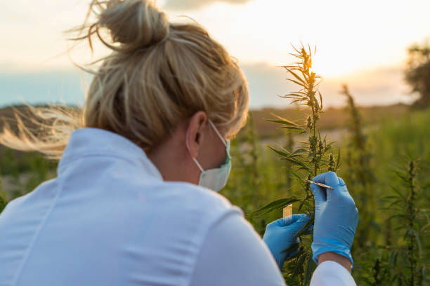 istock Scientist with tweezers taking samples and observing CBD hemp plants on marijuana field. She is using glass tube 1168395152