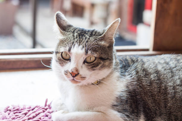 istock Close-Up Portrait Of Cat 1168396031