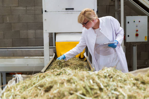 científico observando plantas secas de cáñamo cbd por la máquina de clasificación en fábrica y tomando notas. ella está sonriendo y feliz con los resultados - sorter fotografías e imágenes de stock