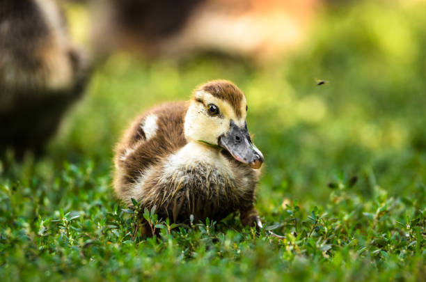 istock Summer ducklings on the grass 1168396769