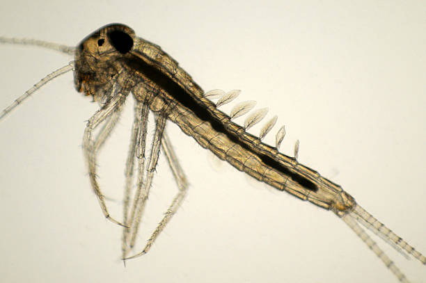éphémère nymphe, baetis espèces, une micrographie - ephemera photos et images de collection