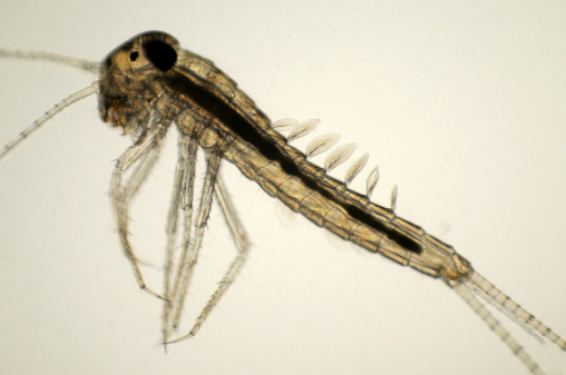 mayfly nymph, Baetis species, micrograph