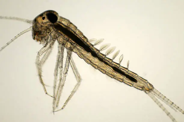 Photomicrograph of mayfly nymph, Baetis species, with leaflike gills on back. Live specimen. Wet mount, 2.5X objective, transmitted brightfield illumination.