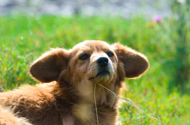 istock Lop-eared puppy in the village 1168397410