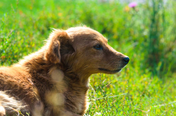 Village dog
