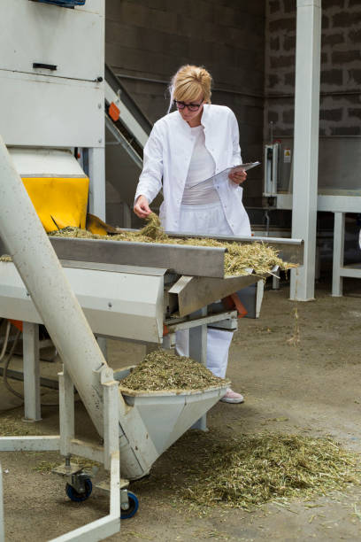 cientista observando plantas secas do cânhamo de cbd pela máquina de classificação na fábrica e tomando notas. está sorrindo e feliz com resultados - sorter - fotografias e filmes do acervo