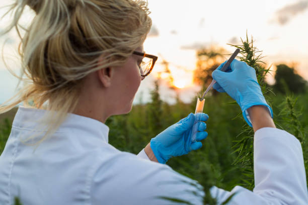 istock Scientist with tweezers taking samples and observing CBD hemp plants on marijuana field. She is using glass tube 1168397741