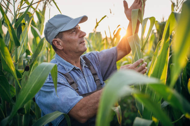 istock A farmer in a agricultural field 1168402860
