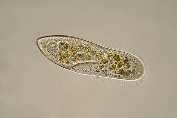 paramecium caudatum mikrograf - trepka - stock snímky, obrázky a fotky