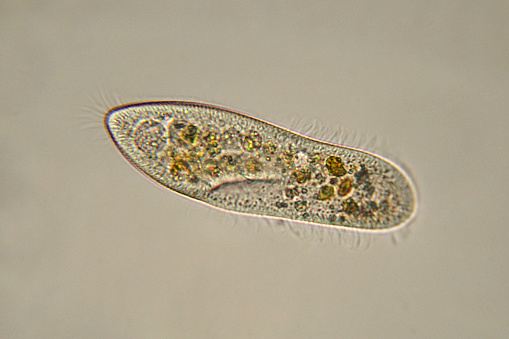 Photomicrograph of Paramecium caudatum. Consists of only one cell. Live specimen. Wet mount, 40X objective, transmitted brightfield illumination.