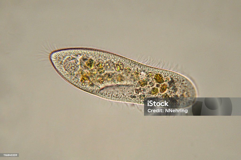 Paramecium caudatum micrograph Photomicrograph of Paramecium caudatum. Consists of only one cell. Live specimen. Wet mount, 40X objective, transmitted brightfield illumination. Protozoan Stock Photo