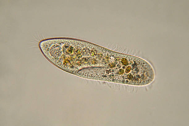 Paramecium caudatum micrograph Photomicrograph of Paramecium caudatum. Consists of only one cell. Live specimen. Wet mount, 40X objective, transmitted brightfield illumination. scientific micrograph stock pictures, royalty-free photos & images