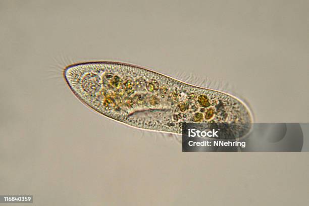 Paramecium Caudatum Micrograph Stock Photo - Download Image Now - Protozoan, Paramecium, Unicellular Organism