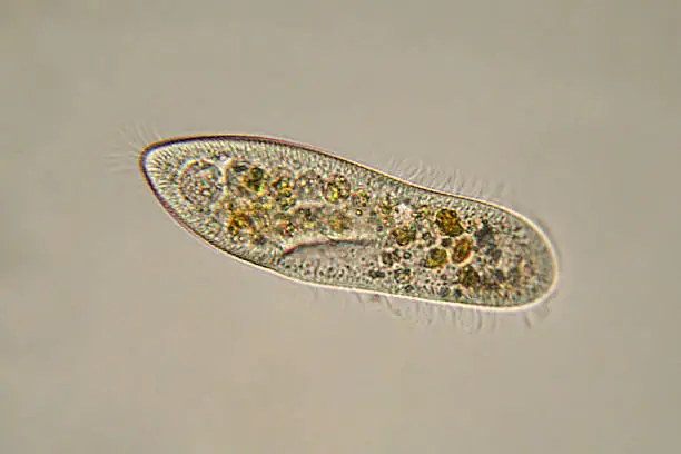 Photo of Paramecium caudatum micrograph