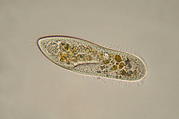 Paramecium caudatum Micrografia - fotografia de stock