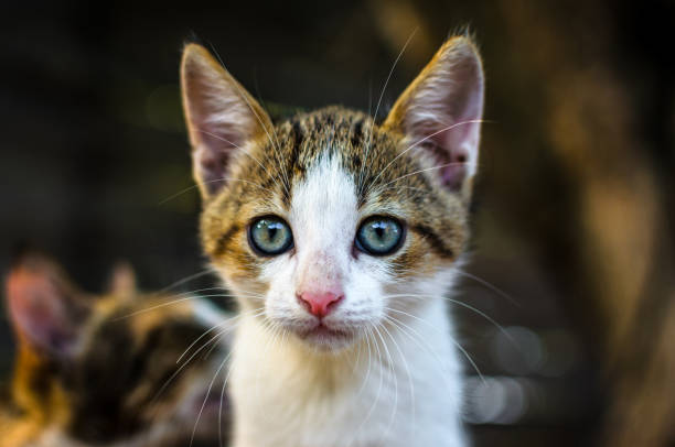 istock Surprised little kitten in the village 1168404147