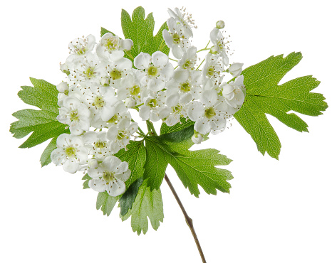 Isolated hawthorn flower. Flowering whitethorn branch with spring flowers and green leaves on white background. Medicinal plant