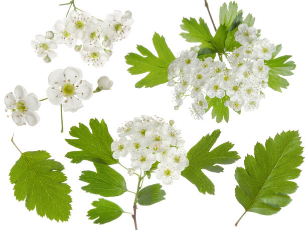 Hawthorn spring flowers bunch and green leaf isolated on white background. Set for herbal medicine and honey plant Hawthorn spring flowers bunch and green leaf isolated on white background. Set for herbal medicine and honey plant hawthorn stock pictures, royalty-free photos & images