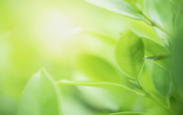 istock Closeup beautiful view of nature green leaves on blurred greenery tree background with sunlight in public garden park. It is landscape ecology and copy space for wallpaper and backdrop. 1168404876