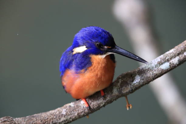 Australian Azure Kingfisher Queensland, Australia