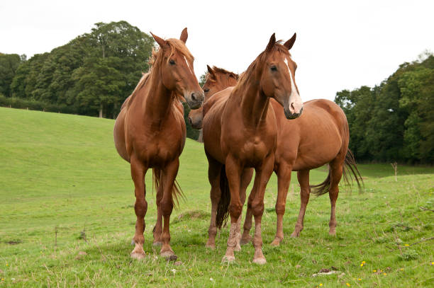 istock Three chestnut horses standing together stock photo 1168406266