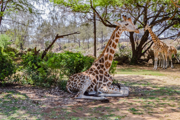 Giraffe sitting in Haller Park near Mombasa stock photo