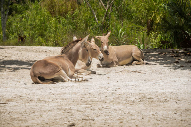 Donkeys resting in the zoo