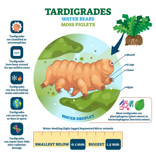 Tardigrades Water Bears vector illustration. Labeled described moss piglets Tardigrades Water Bears vector illustration. Labeled described moss piglets infographic. Educational microscopic animal with survival resilient skills. Zoological characteristics structure closeup. water bear stock illustrations