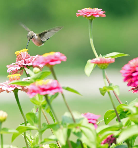 istock Hummingbird feeding from zinnia flowers 1168411595