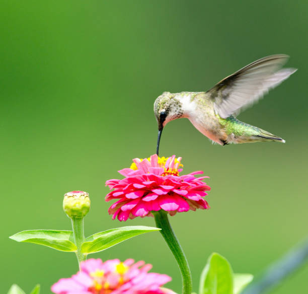 istock Hummingbird feeding from zinnia flowers 1168411610