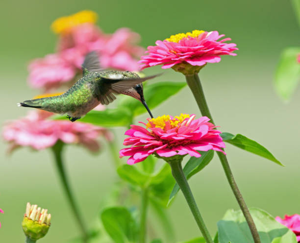 istock Hummingbird feeding from zinnia flowers 1168411657
