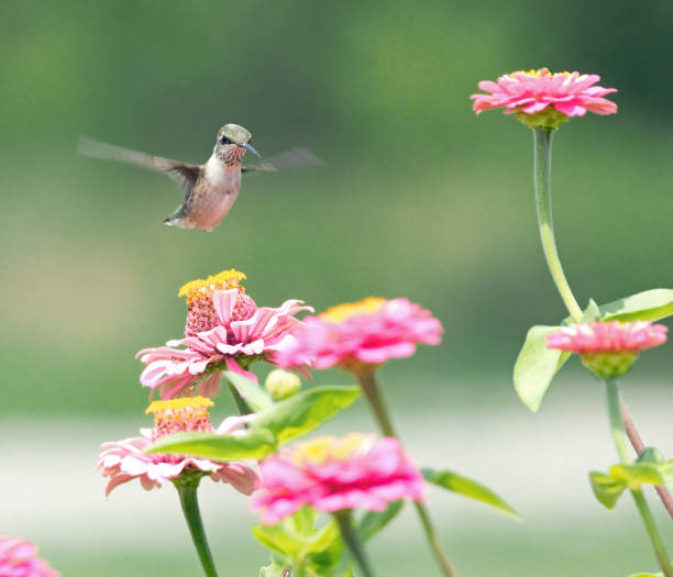 istock Hummingbird feeding from zinnia flowers 1168411663