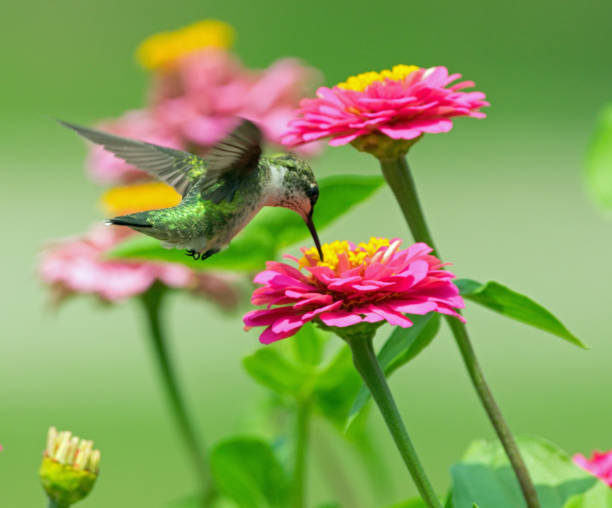 istock Hummingbird feeding from zinnia flowers 1168411674