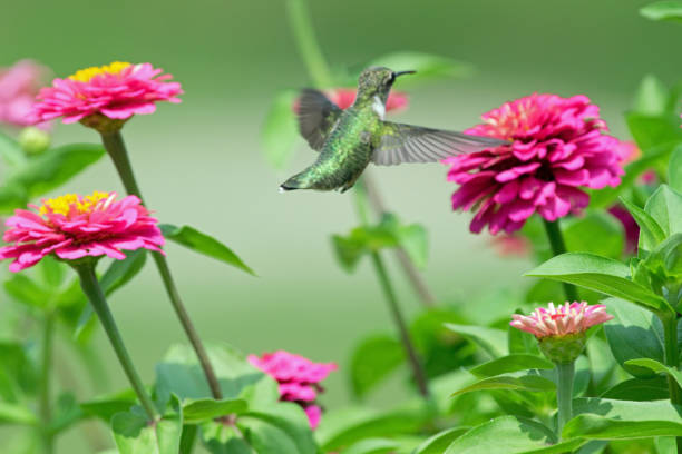 istock Hummingbird feeding from zinnia flowers 1168411698