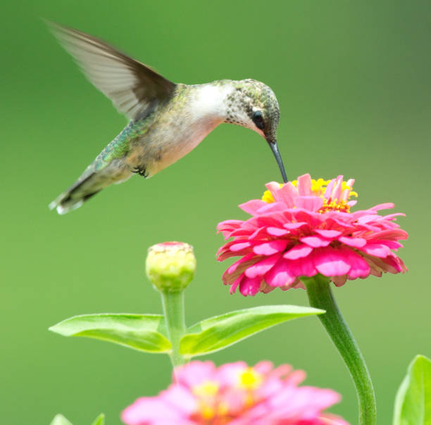 istock Hummingbird feeding from zinnia flowers 1168411701