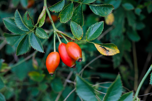 These are the fruits of the dog rose (Rosa canina). Rose hips have long been used medicinally, and are a source of natural vitamin C. Close up with selective focus.