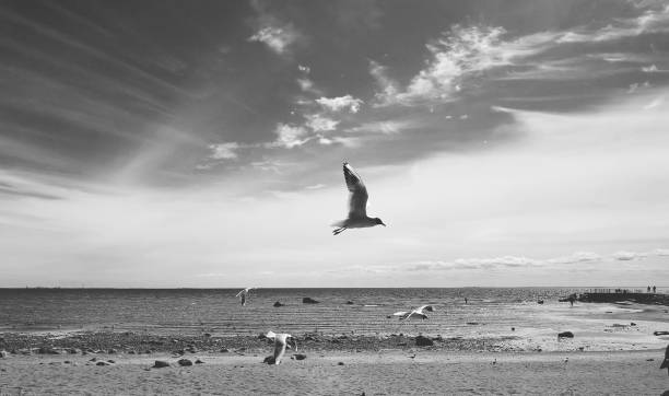 istock Black and white image of flying gull in the sky 1168412282