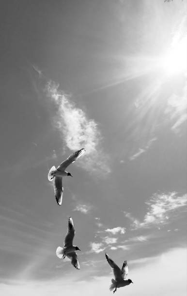 istock Black and white image of flying gulls in the sky 1168412301