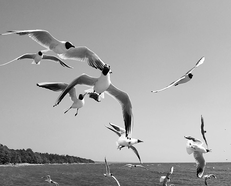 Black and white image of flying gulls in the sky feeding