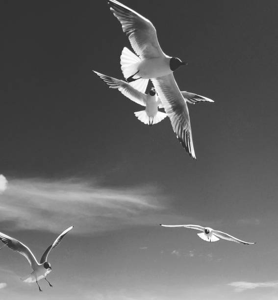 istock Black and white image of flying gulls in the sky 1168412897