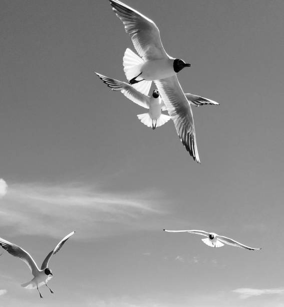 istock Black and white image of flying gulls in the sky 1168412903