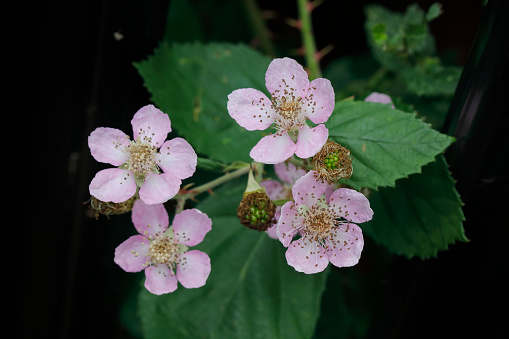 Close-up of pink bramble / blackberry flowers (Rubus fruticosus) in late summer. After pollination, the green precursors of blackberries appear. Blackberry flowers have five petals.