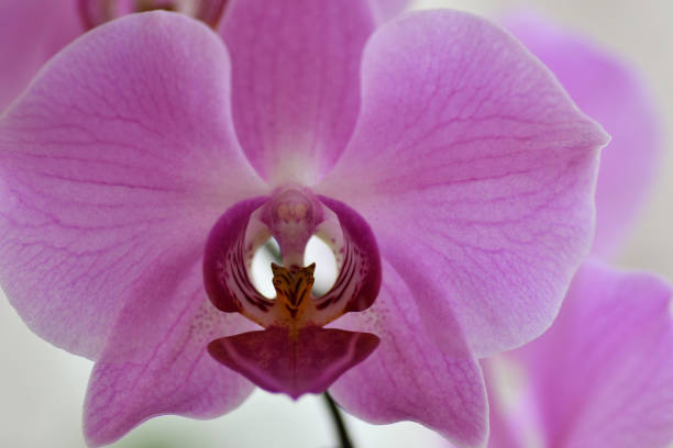 istock Purple orchid flower 1168413601