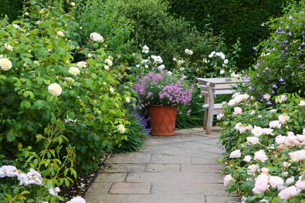 開花バラに囲まれた華やかな庭園の道 - patio stone footpath formal garden ストックフォトと画像