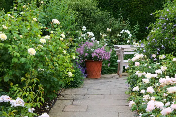 An ornate garden path bordered by white and pink flowering roses complete with wooden bench.