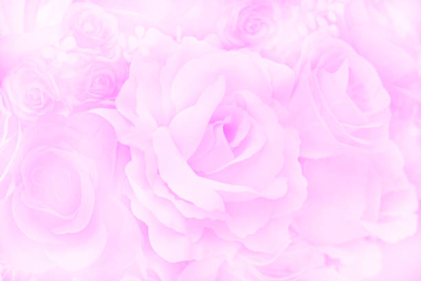 istock Blurred of Rose flowers blooming. 1168415097